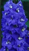 delphinium-blue-bird